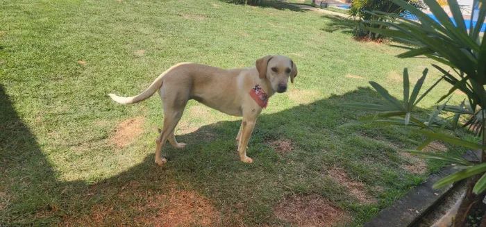 Labrador Femea Castrada - Resgatada para Adoção responsável
