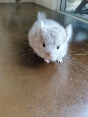 Filhotes de chinchila 
