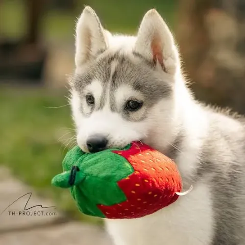 DOA-SE HUSKY SIBERIANO