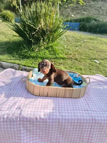 Belíssimo Filhotes Basset Teckel machos e fêmeas top