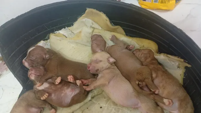 Filhotes de Pit Bull disponíveis , restam apenas 4 macho 