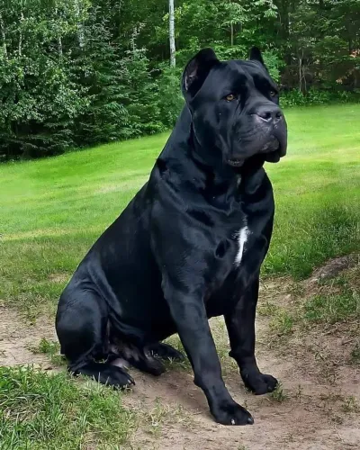 Cane corso cão de guarda www parcelo lindos ...