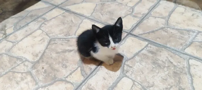 Doa-se Gatos