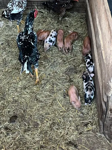 VENDE SE FILHOTES DE MINI PORCO