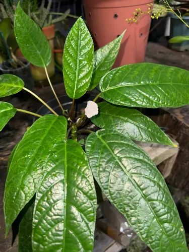 Planta Flor de Pedra