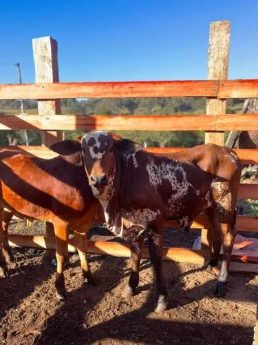Vende-se Bezerro filho de touro nelore pintado