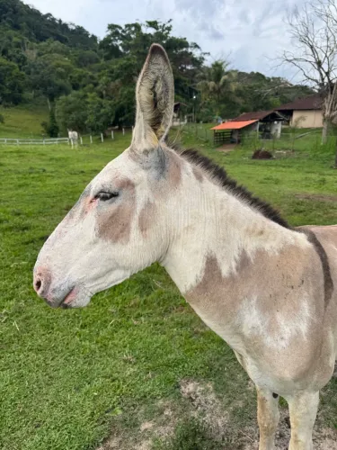 RARIDADE NO MUNDO DOS JUMENTOS: CASAL DE PELAGEM PAMPA À VENDA!