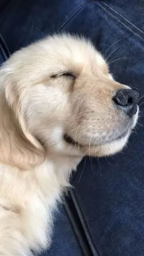 Filhotes de Golden Retriever | Beleza natural e impressionante!