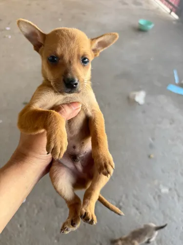 Doação de filhotes cachorrinho 