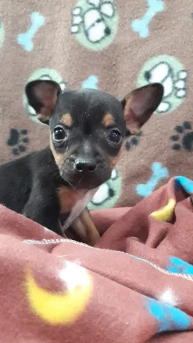 PINSCHER MACHO 