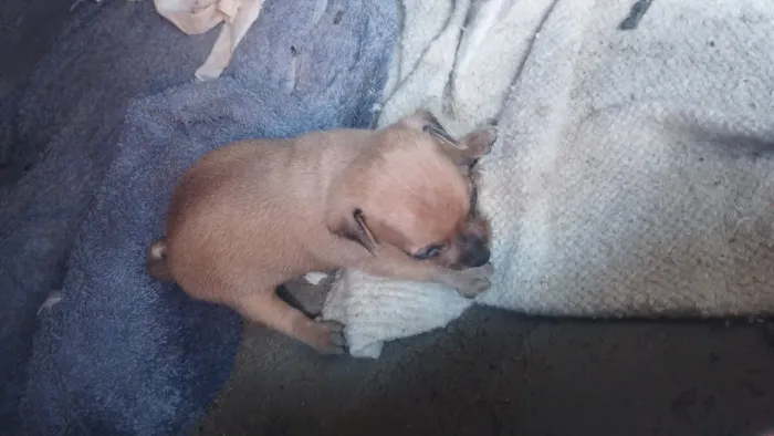 Vendo filhote pinscher 