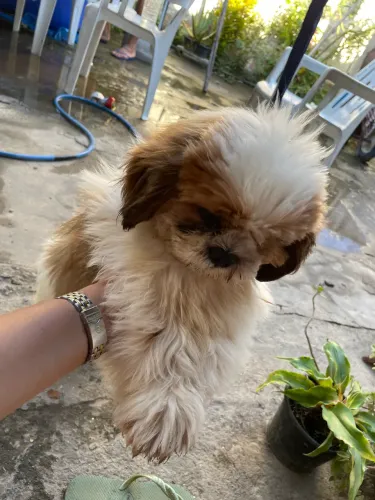 Shi tzu 