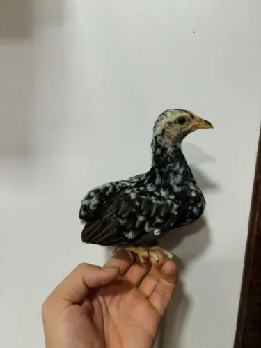 Mini garnize / Galinha da India