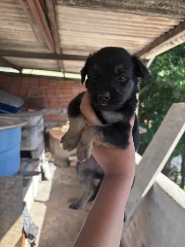 Doando filhotes de cruzamento de border collie