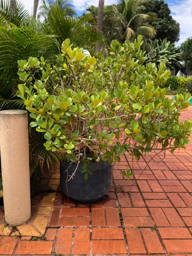 Vaso pronto com plantas