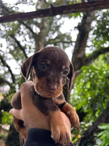 Dachshund SALSICHA miniatura c pedigree até 10 parcelas no cartão