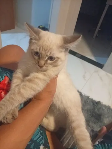 Doa se gato está de cria