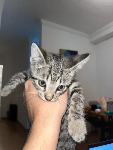 ADOÇÃO RESPONSÁVEL - GATO FILHOTE