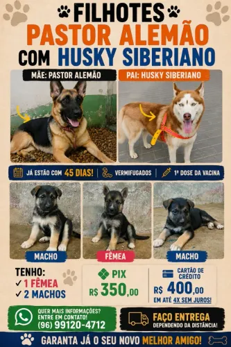Filhotes de Pastor Alemão com Husky Siberiano