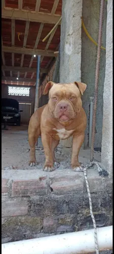 Doação de casal de Pitbull