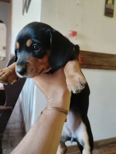Filhotes de cachorro
