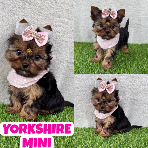 Yorkshire Mine Fêmea aqui no Puppy Stop