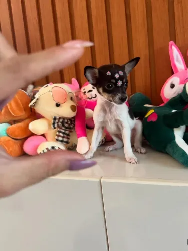 Pinscher miniatura /Parcele em até 12x melhores ofertas para você