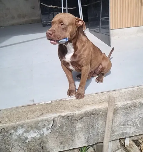Filhote de American Bully $800