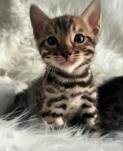 Filhotes gato Bengal
