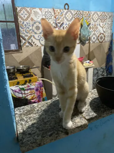 Filhote gato fêmea 