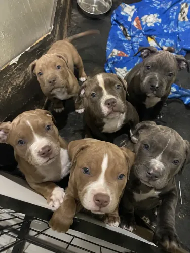 Doação de PITT BULL