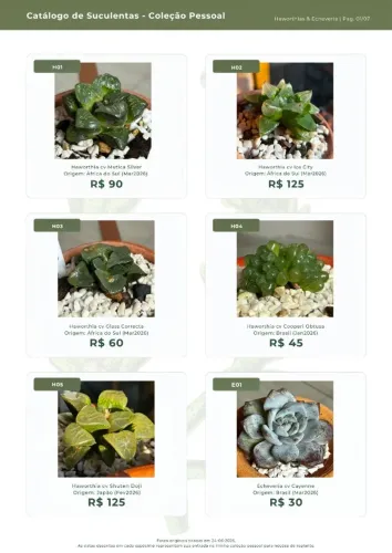 Coleção Particular de Suculentas - Echeverias, Haworthias e Espécies Importadas