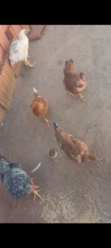 Galinhas a venda