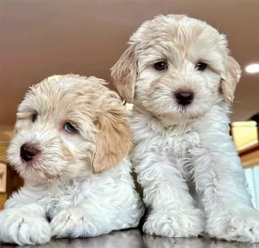 Filhote de Poodle Fêmea - Última Disponível Desta Ninhada