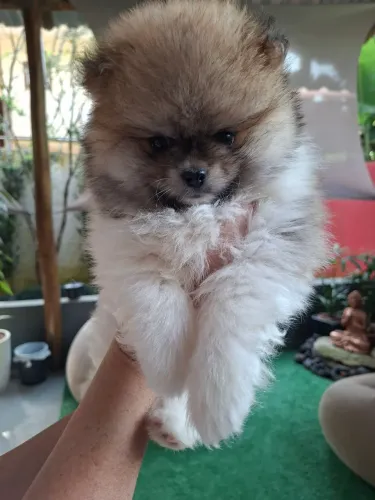 Spitz Alemão, pedigree e microchip