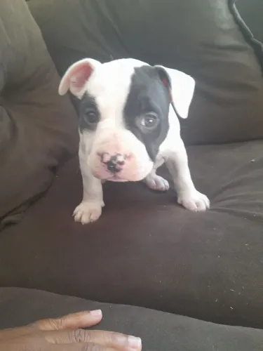 American bully poket fêmea 