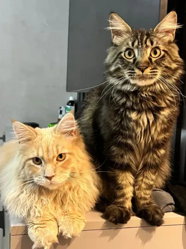 Filhote de maine coon