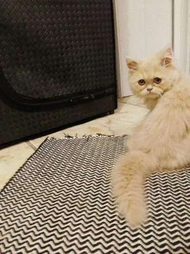 GATOS 