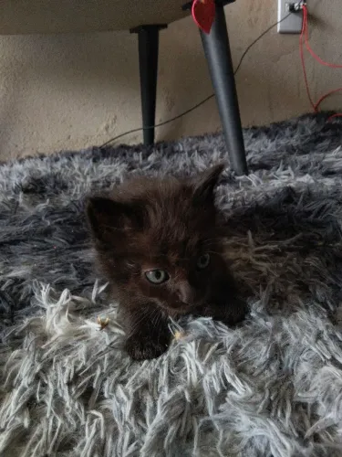 Doação de gatinhos