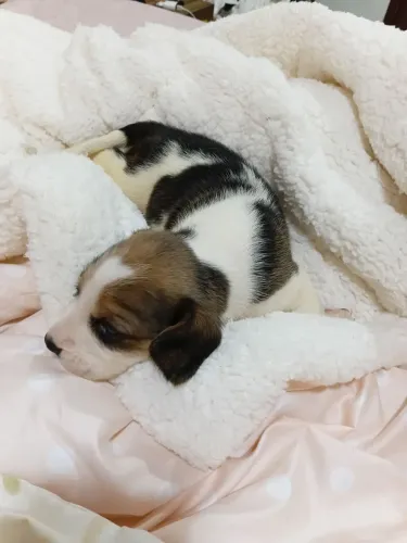 Filhotes de Beagle 1 mês