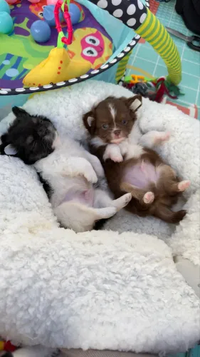 chihuahua, os mais lindos são Aqui!