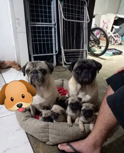 Casal de pug adulto