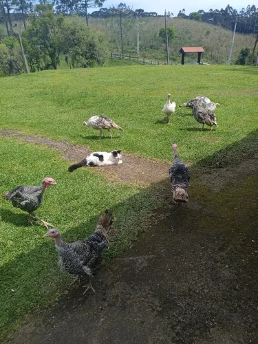 Vende-se perus novos machos e fêmeas