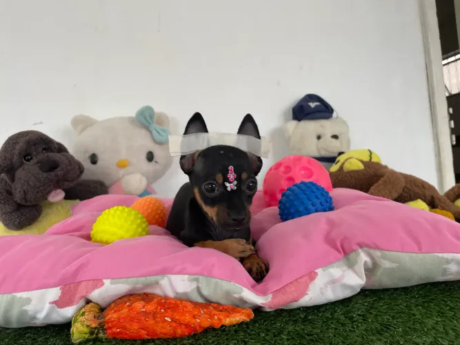 Pinscher fêmea miniatura com duas dose de vacinas $2.300,00