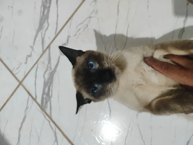 Doação de Gato 