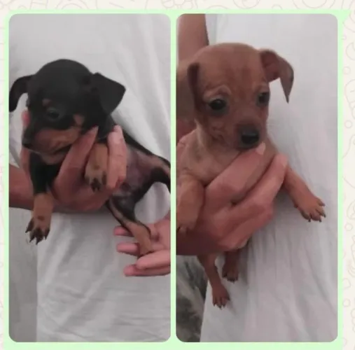 Filhote de Pinscher 