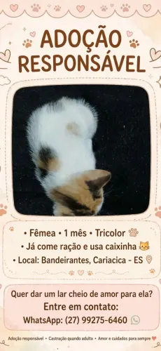Doa-se gatinha