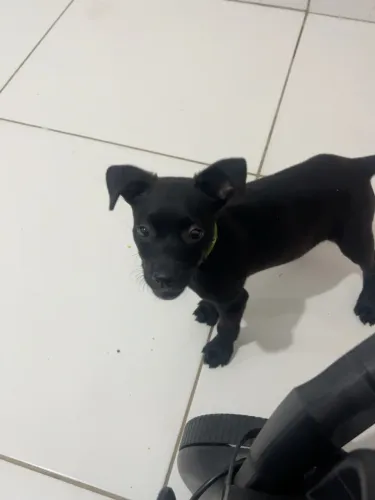 cachorro
