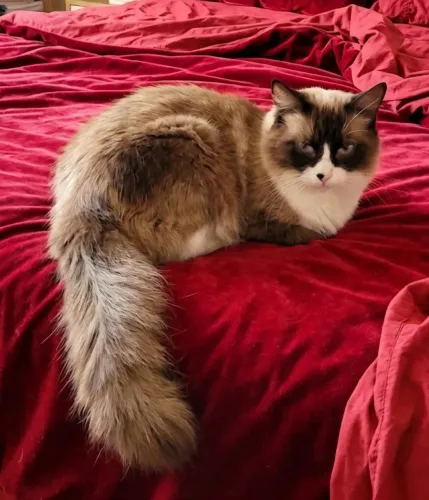 Gatinho Ragdoll Macho 10 meses Castrado Exuberante 