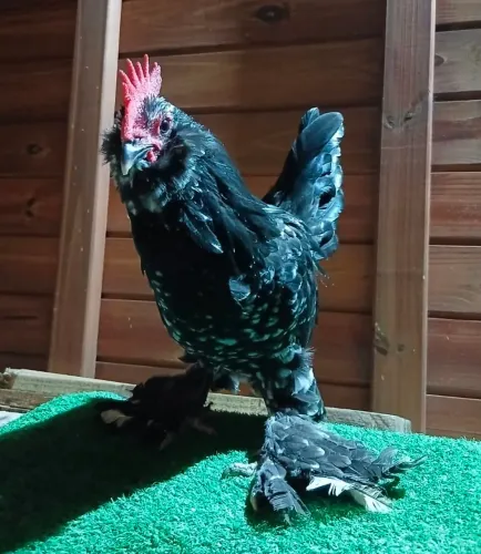 Galo Belgian 60.00 cada
